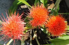 DSCF2081 (2).webp