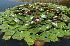 DSCF2100.webp