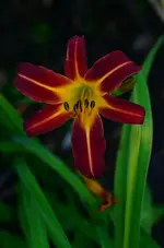 black emmanuele.webp
