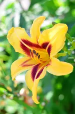 Hildegard.webp