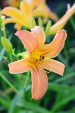 Piexie Parasol.webp