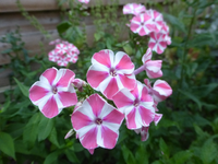 P1460876.webp