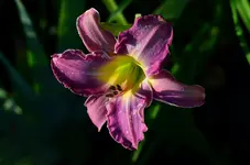 3Bluenil.webp