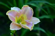 3mandalay bay music.webp