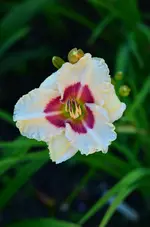 3Sil ethel smith.webp
