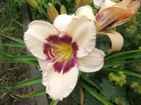001.webp