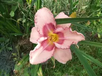 005.webp