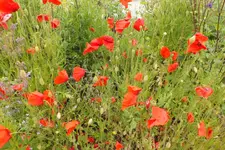 2013_0629Sommer0001.webp