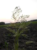 P1450917.webp