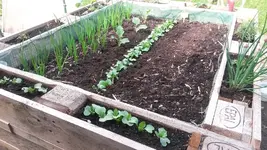 Garten4.5 014.webp