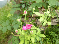 P1460913.webp