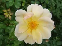 009.webp