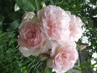 017.webp