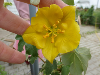 P1430935.webp