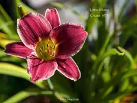 IMG_2060.webp