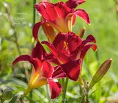 IMG_2069.webp