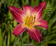 IMG_2071.webp