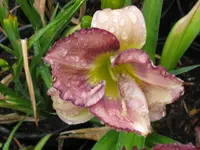 palace garden beauty_1280x960.webp