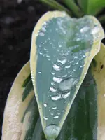 007_720x960.webp