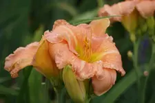 Flaming June.webp