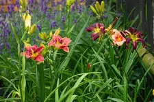 Flora1 und Brer Rabbits Baby.webp
