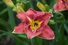 Flora1.webp