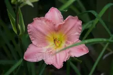 Joliene Nichole.webp