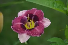 Pugsley.webp