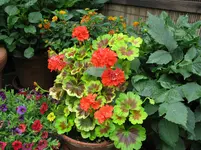 IMG_4290.webp
