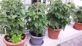 2015-07-14 18.25.46.webp