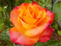 DSCF9097 (2).webp