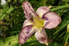 Mildred Mitchell.webp
