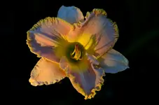 4Mandalaybaymusic.webp