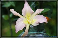Vanessa Arden.webp