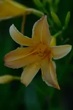 4pixieparasol.webp