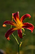 4Redrain.webp