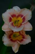 4unbekannt.webp