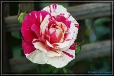 Vanille Fraise1.webp