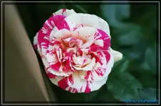 Vanille Fraise2.webp
