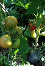 Tomate Haubners 1.webp