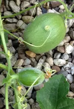 Honigmelonen.webp