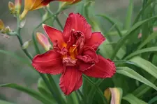 Double Firecracker.webp