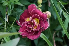 Lizas Cabaret.webp