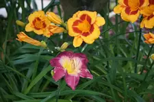 Malaysian Monarch und Fooled Me.webp