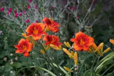 Orange.webp