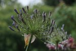 Agapanthus_Wassertropfen_makro3_bokeh_700.JPG