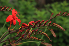Montbretie_makro2_800.webp