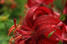 Tigerlilie_dunkelrot_Wassertropfen_makro1_1000.webp