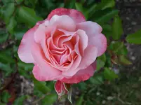 rsn2015 (15).webp