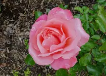 rsn2015 (16).webp